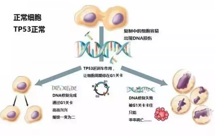 癌症患者怀孕会遗传吗_鼻癌症会遗传吗_癌症会遗传吗