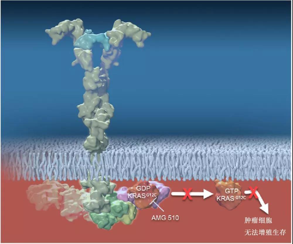 Amg510新药控制率高达90 Kras突变也有靶向药了