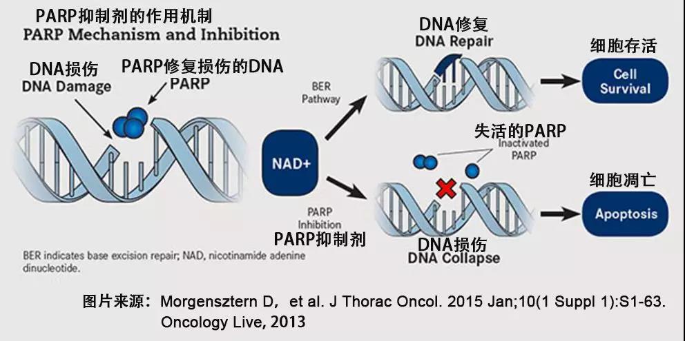 parp抑制剂利普卓治疗卵巢癌外还能治疗胰腺癌吗