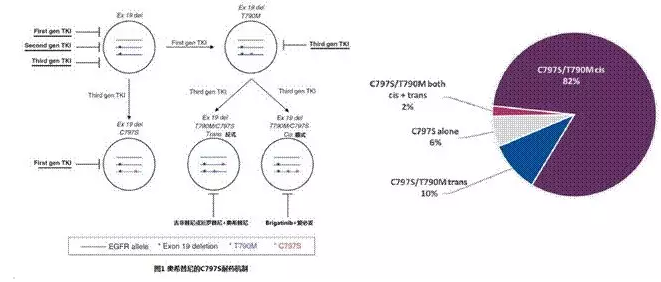 EGFR-TKI聚焦：奥希替尼C797S突变导致耐药后的治疗方案研究