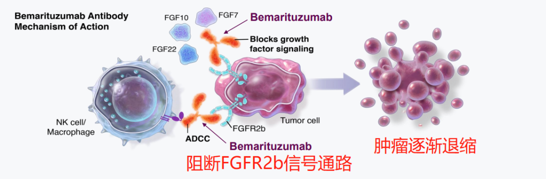广谱抗癌药（bema）bemarituzab: 有望突破胃癌十年“药荒”