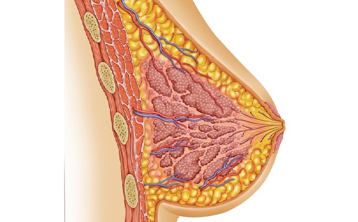 一般來說,乳腺結節是指,由於乳房組織的結構發生變化而使其